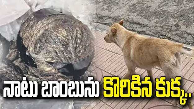 మహబూబాబాద్‌లో దారుణం.. నాటు బాంబును కొరికి కుక్క మృతి