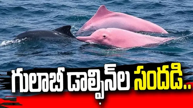 ఒమన్ తీరంలో అరుదైన దృశ్యం.. గులాబీ డాల్ఫిన్‌ల సందడి.. వీడియో వైరల్