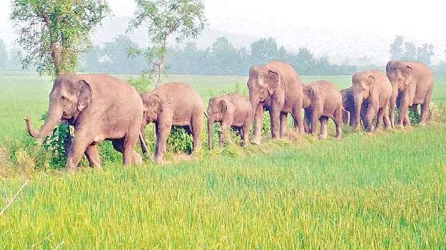   Near Makkuva మక్కువ సమీపంలోకి  వచ్చేశాయ్‌!