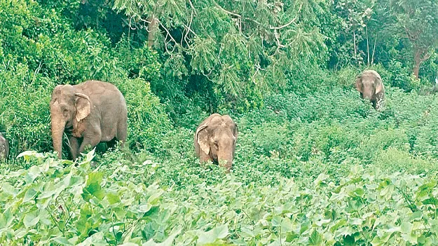  Elephants  బొడ్డగూడలో ఏనుగుల హల్‌చల్‌ 