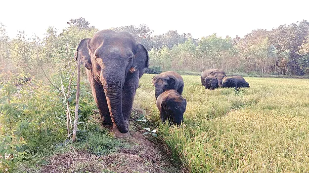 Elephant   జిల్లాకేంద్రానికి సమీపంలోనే..   ఏనుగుల సంచారం