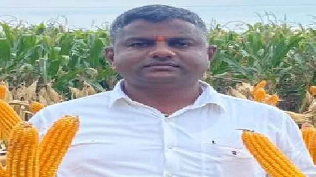 మొక్క జొన్న రైతుకు  మంచి రోజులు!
