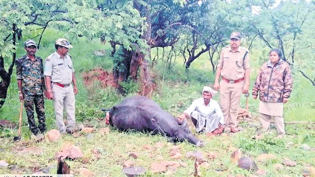 అడవి జంతువుల దాడిలో  పరిహారం పెంపు 