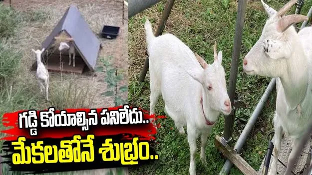 కలుపు మొక్కలు తినేందుకు మేకలకు ఉద్యోగం.. జపాన్‌లో వినూత్న ప్రయోగం! వీడియో వైరల్