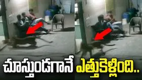 గుజరాత్‌లో షాకింగ్ ఘటన.. కళ్ల ముందే కుక్కను ఎత్తుకెళ్లిన చిరుతపులి.. 