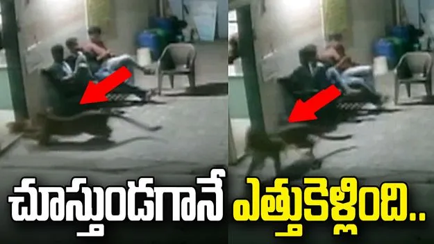గుజరాత్‌లో షాకింగ్ ఘటన.. కళ్ల ముందే కుక్కను ఎత్తుకెళ్లిన చిరుతపులి.. 