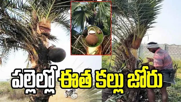 పల్లెల్లో ఈత కల్లు జోరు