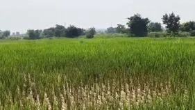 ఆశలన్నీ ఆవిరై.. పొలంలో బైక్‌ రైడ్‌ చేస్తూ వినూత్న నిరసన 
