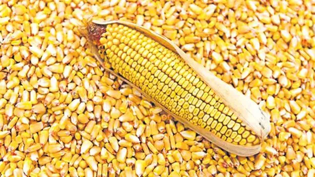 మక్కలకు రికార్డు ధర