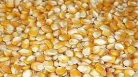 మరింత పెరిగిన మక్కల ధర 