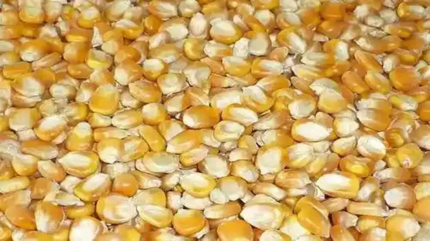 మరింత పెరిగిన మక్కల ధర 
