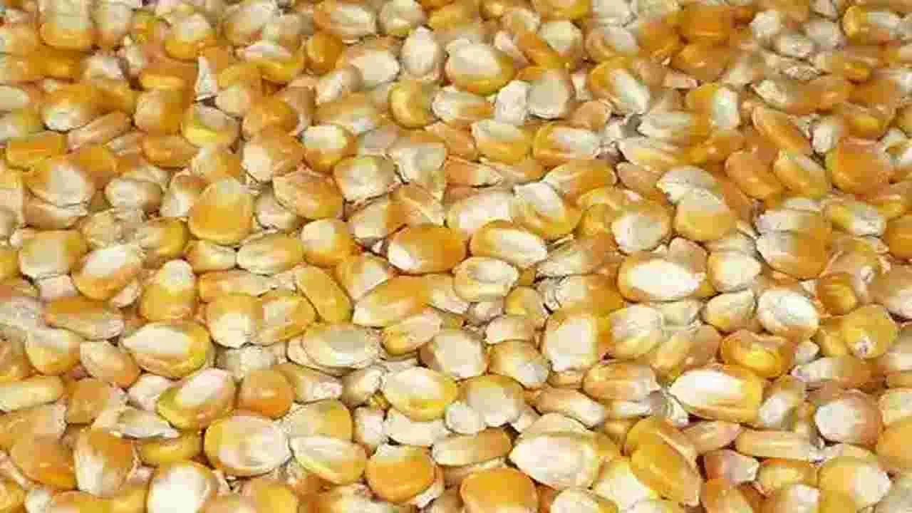 మరింత పెరిగిన మక్కల ధర మరింత పెరిగిన మక్కల ధర