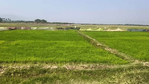 పాకాల ఆయ‘కట్’..