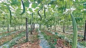 కరువు పరిస్థితుల్లో.. కూరగాయల సాగుకు మొగ్గు