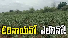 ఓరినాయనో.. ఎల్‌నినో..పత్తి రైతులను భయపెడుతున్న వర్షాభావ పరిస్థితులు