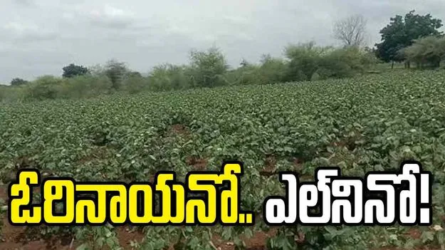 ఓరినాయనో.. ఎల్‌నినో..పత్తి రైతులను భయపెడుతున్న వర్షాభావ పరిస్థితులు