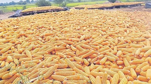 మళ్లీ పెరిగిన మక్కల ధర