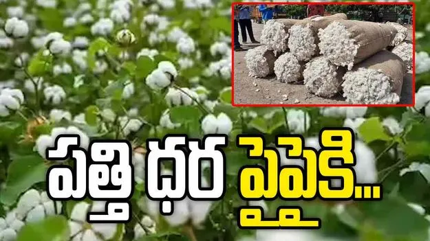 పత్తి ధర పైపైకి..కేసముద్రంలో క్వింటాకు గరిష్ఠంగా రూ.9,111