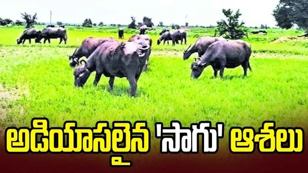 అడియాసలైన ‘సాగు’ ఆశలు