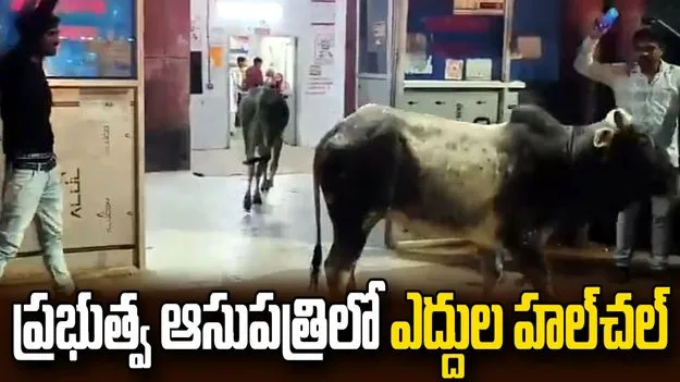 ఉత్తరప్రదేశ్ ప్రభుత్వ ఆసుపత్రిలో ఎద్దుల కలకలం.. వీడియో వైరల్