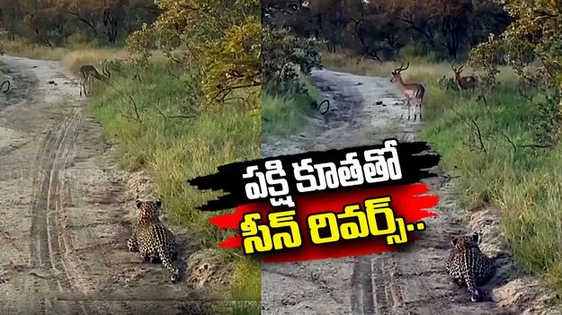చిరుత స్కెచ్‌ను భగ్నం చేసిన పక్షి.. వీడియో చూస్తే అవాక్కవ్వాల్సిందే.. 