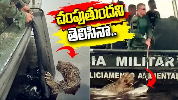 నీటిలో మునగకుండా జాగ్వార్‌ను ఎలా కాపాడారంటే..
