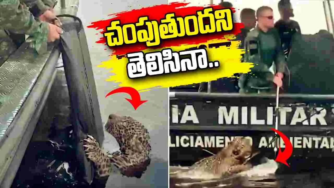 నీటిలో మునగకుండా జాగ్వార్ను ఎలా కాపాడారంటే.. – politics నీటిలో మునగకుండా జాగ్వార్ను ఎలా కాపాడారంటే.. – politics