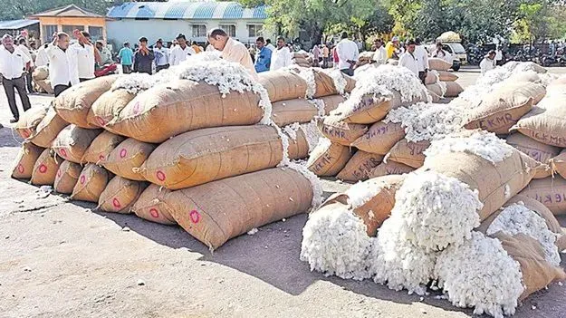 పత్తికి పెరిగిన డిమాండ్..
