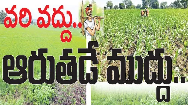 వరి వద్దు.. ఆరు తడే ముద్దు