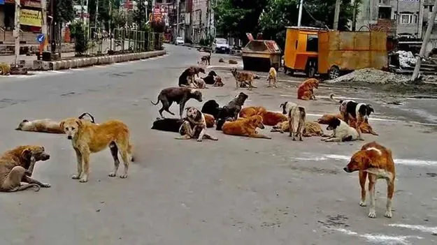 వీధుల్లో కుక్కలు.. ఇళ్లపై కోతులు