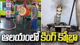 ఆలయంలో 12 అడుగుల కింగ్ కోబ్రా కలకలం.. వీడియో వైరల్