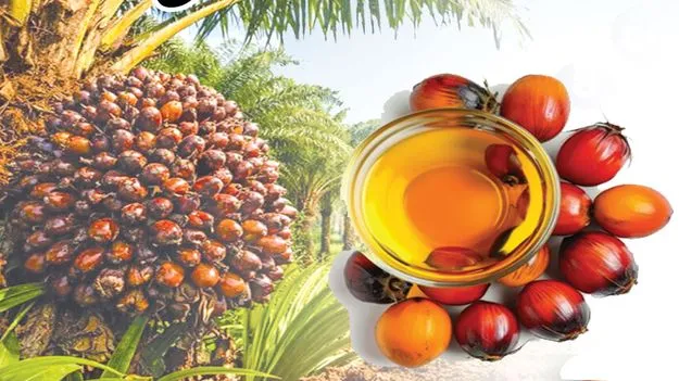 సిరుల గెలలు