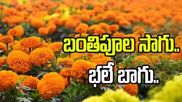 బంతిపూల సాగు.. భలే బాగు..