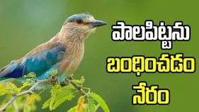 పాలపిట్టను బంధించడం నేరం