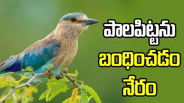 పాలపిట్టను బంధించడం నేరం
