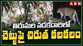 తిరుమల నడకమార్గంలో చెట్టుపై చిరుత.. భక్తుల పరుగో పరుగు