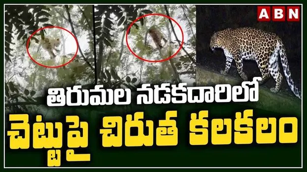 తిరుమల నడకమార్గంలో చెట్టుపై చిరుత.. భక్తుల పరుగో పరుగు