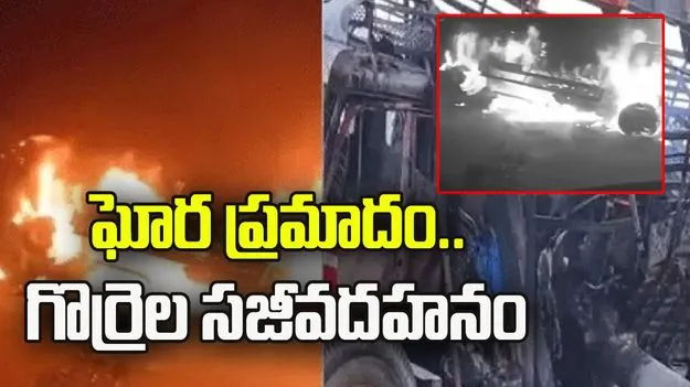 మహబూబ్‌నగర్‌లో ఘోర రోడ్డు ప్రమాదం.. 200 గొర్రెల సజీవ దహనం