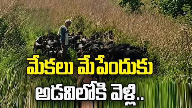 మేకలు మేపేందుకు అడవిలోకి వెళ్లి.. 
