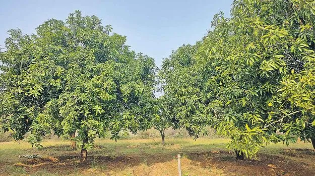  మామిడిచెట్లకు ట్యాంకర్లతో నీరు 