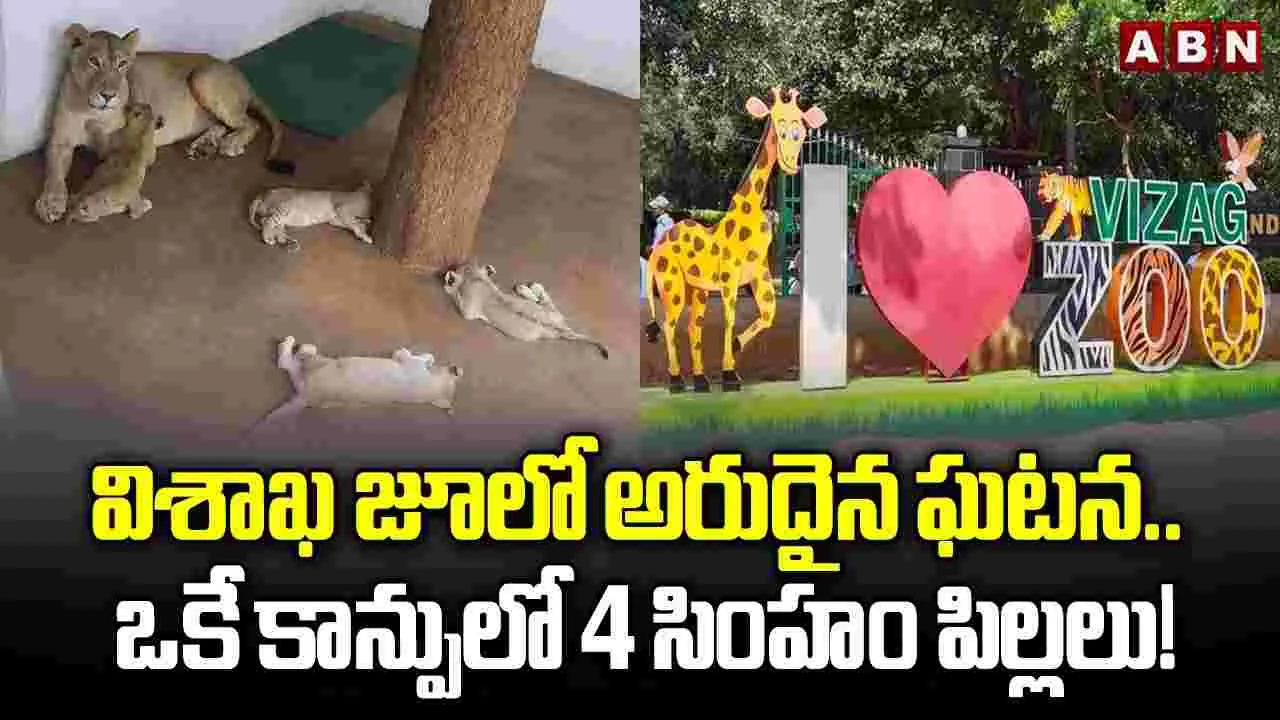 విశాఖ జూలో అరుదైన ఘటన.. ఒకే కాన్పులో జన్మించిన 4 సింహం పిల్లలు 