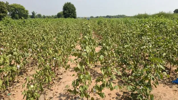 వాడిపోతున్న ఆశలు
