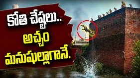 గోడపై నుంచి నీటిలోకి కోతుల జంప్‌.. చూస్తే నవ్వు ఆపుకోలేరు! వీడియో వైరల్