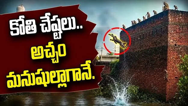 గోడపై నుంచి నీటిలోకి కోతుల జంప్‌.. చూస్తే నవ్వు ఆపుకోలేరు! వీడియో వైరల్
