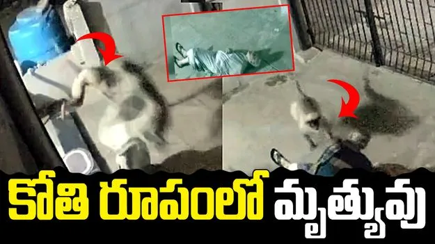 వృద్ధురాలి పాలిట మృత్యువులా వచ్చిన కోతి.. వీడియో చూస్తే షాకవ్వాల్సిందే.. 