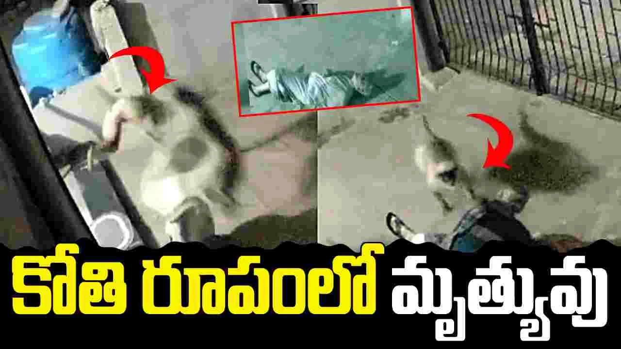 వృద్ధురాలి పాలిట మృత్యువులా వచ్చిన కోతి.. వీడియో చూస్తే షాకవ్వాల్సిందే..