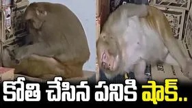 మద్యం దుకాణంలో దూరిన కోతి.. చివరకు ఏం చేసిందంటే!