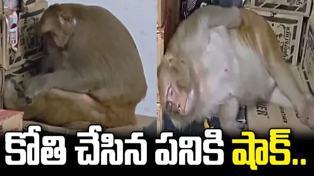 మద్యం దుకాణంలో దూరిన కోతి.. చివరకు ఏం చేసిందంటే!