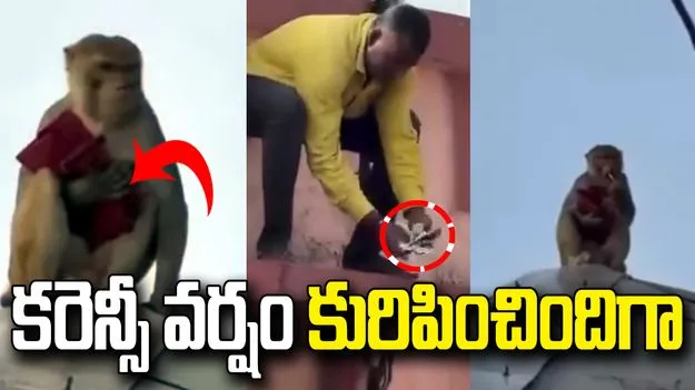 కోతి చేతిలో పర్సు.. గాల్లోకి కరెన్సీ నోట్లు.. వీడియో వైరల్