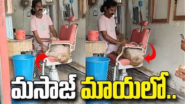 సెలూన్‌లో కోతికి మసాజ్.. వీడియో చూస్తే నోరెళ్లబెడతారు.. 